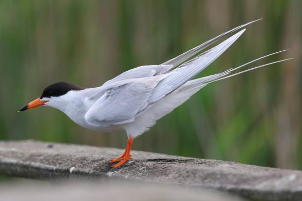Forster's Tern taking a bow. Perched on a concrete ledge, Forster's Terns have light gray upper bodies, white breasts and undersides, and black caps, and orange bills with a black tip.