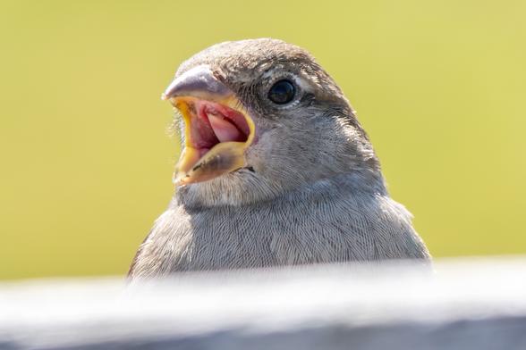 Tschilpender Jungspatz