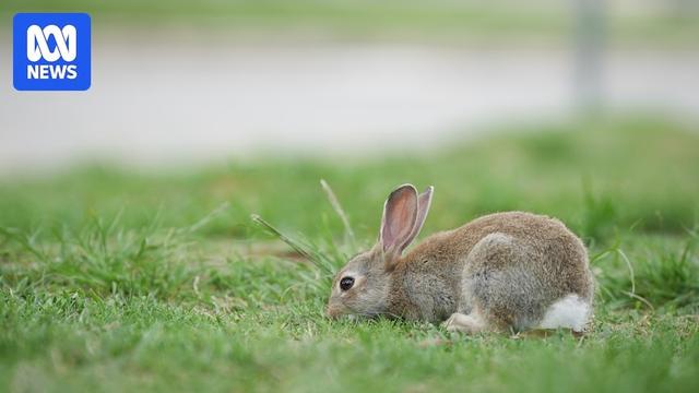 Professional shooters patrol parks in Canberra in search of persistent pests