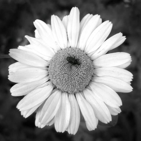 A black and white close up image of a white daisy with a small insect sitting in its center.