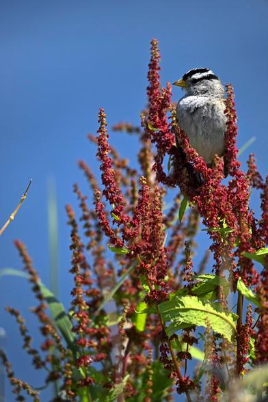 Happy Photo Monday! today, I have a White Crowned Sparrow (google) from Ruston. #photomonday #fotomontag #bird #birdsofbluesky #birds #sparrow #tacoma #nature #naturephotography #photo #photography