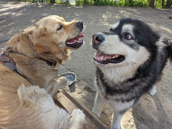 Close up, wide angle photo of the heads of part of the body of a Golden and a Malamute at rest. Both seem slightly dirty and out of breath, the Malamute closer to the camera seems to smile, while the Golden faces away from the camera.