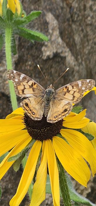 Close-up of a butterfly with its wings extended on a Black-eyed Susan. The butterfly is ornately patterned with spots, bars and stripes of yellow, orange, brown, buff and silver. The flower petals are yellow. In the blurry background is the brown and gray surface of a large rock face perpendicular to the ground and the stem and a partially opened flower bud. The colors of the butterfly blend with the environment in this view.