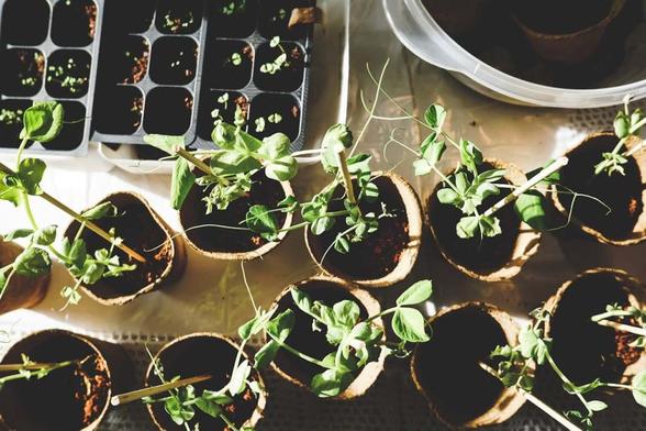 A little preparation will make gardening safer, more healthy – Scranton Times-Tribune