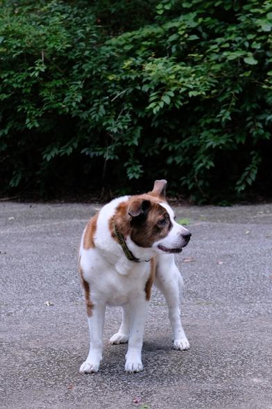 A white and brown dog standing in the driveway looking toward the right side of the screen. Green leaves on bushes behind him
