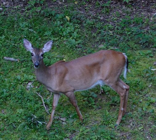A doe looking right at my camera in between grazing.