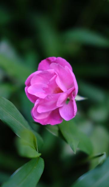 A pink rose close up with green leaves around it. A little blurred firefly is on the fourth quadrant of the rose