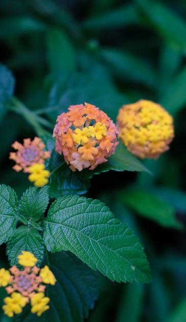 Colorful lantana blossoms