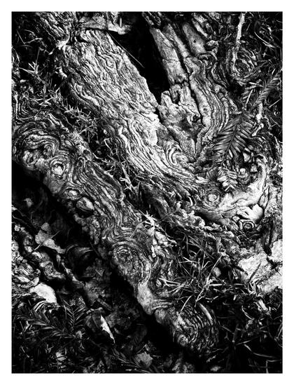 Monochrome photo of thick tree roots with a textured pattern of whorls and swirls, among grass and fallen leaves.