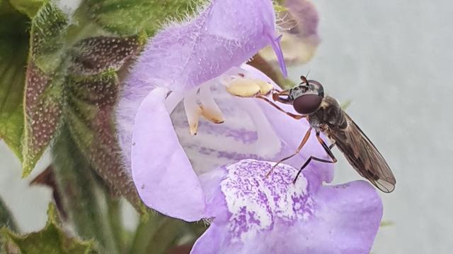Platycheirus albimanus