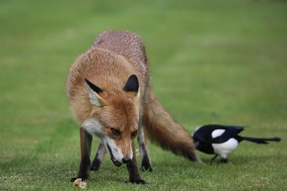 A Fox is picking up some food from a lawn while a Magpie is picking into her tail trying to distract her