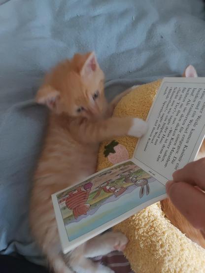 Ein rotes kitten liegt auf Rücken und hat eine Nackenrolle im Arm. Es betrachtet ein Bilderbuch, welches von einer Hand ins Bild gehalten wird
