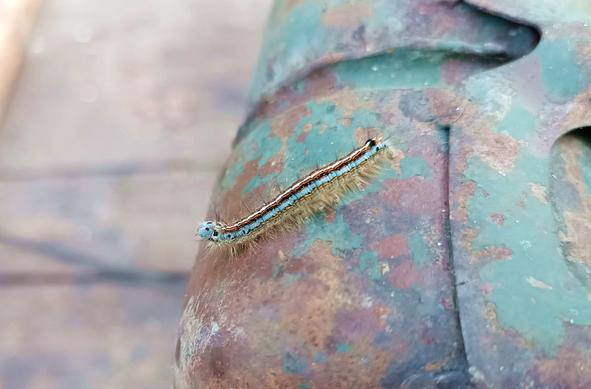 A caterpillar with many spiky leg-like spines and three-coloured go-faster stripes on the back. One end is raised up. It's crawling around on a rusty old fuel can with some remnants of green paint.