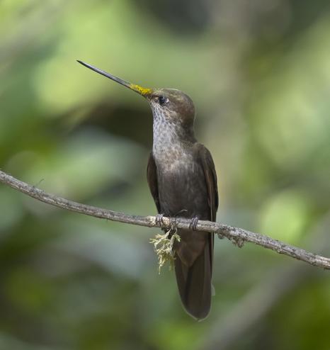 A sassy brown hummingbird with a speckled throat and a lot of yellow pollen on the long beak sits on a branch. Beyond is the blur of green forest.  This is the Bronzy Inca. Northern Peru. Photo by Peachfront.