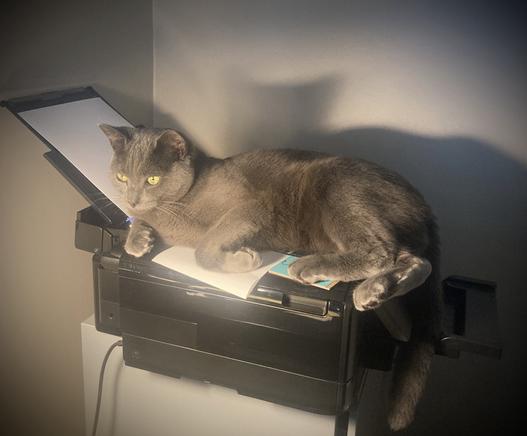 Magic puss sat on printer.