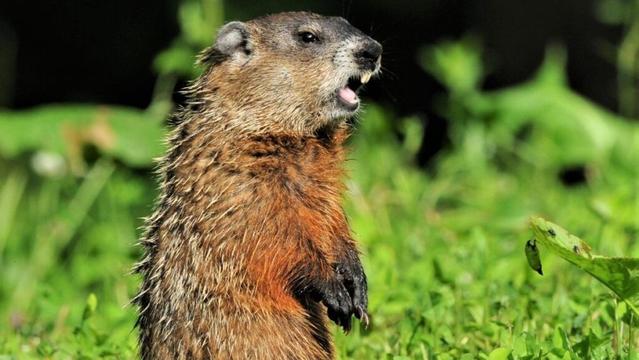 MassWildlife offers tips to protect your garden from various critters