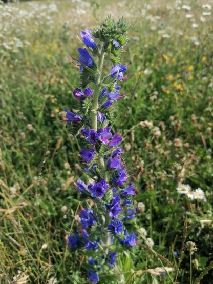 The blue flowers of the Vipers Bugloss