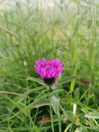 Common Knapweed flower among grass