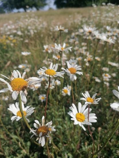 Lots of daisies in a field