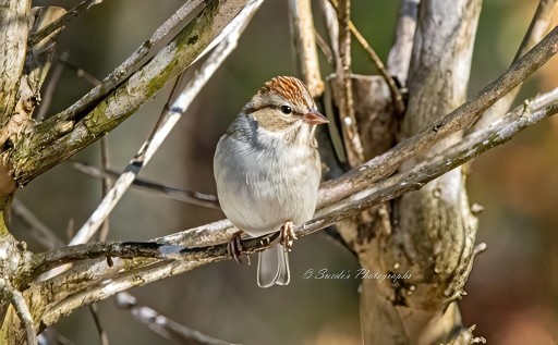 "This chipping sparrow sits with quiet dignity on a slender branch, its small frame a study in subtle beauty. A rich, rust-colored cap crowns its head, contrasting with the crisp white stripe above its eye—like an artist’s deliberate brushstroke. Its body is dressed in muted grays and soft browns, delicately streaked to blend effortlessly with the woodland shadows. The sparrow’s beak, sharp and precise, catches the light as it angles slightly to the right, appearing both alert and at ease. Surrounding the bird, a web of blurred branches and earthy tones forms a gentle backdrop, accentuating the sparrow’s presence without distraction. The lighting embraces the fine textures of its feathers, giving them a soft yet detailed radiance, as if nature itself has paused to admire this quiet moment." - Copilot