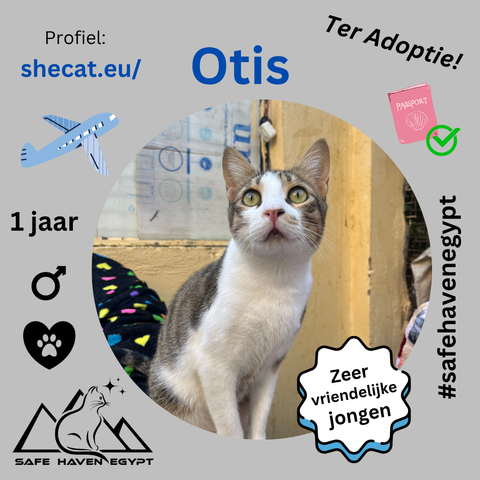 foto van een witte kat met grijze plekken. En de tekst 'Zeer vriendelijke jongen'