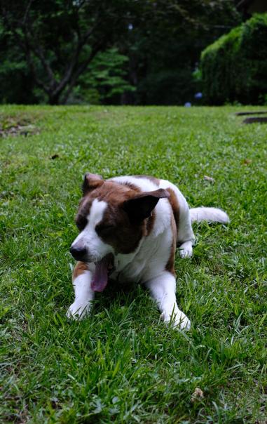 A white and brown dog lying on green grass in his yard, yawning big time