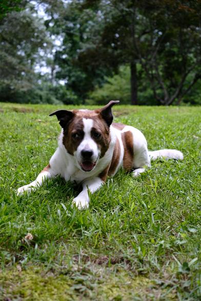 A white and brown dog lying on green grass in his yard, giving a side-eye toward the left side of the screen