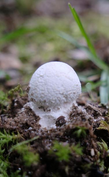 A white round top of a mushroom