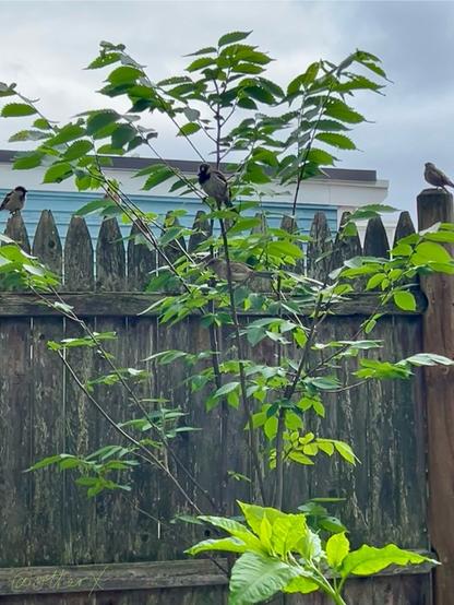 Four house sparrows are on the elm sapling branches and on the fence behind it. They’re all looking this way, expecting more birdseeds. Stormy clouds in the sky predicting an imminent rain.