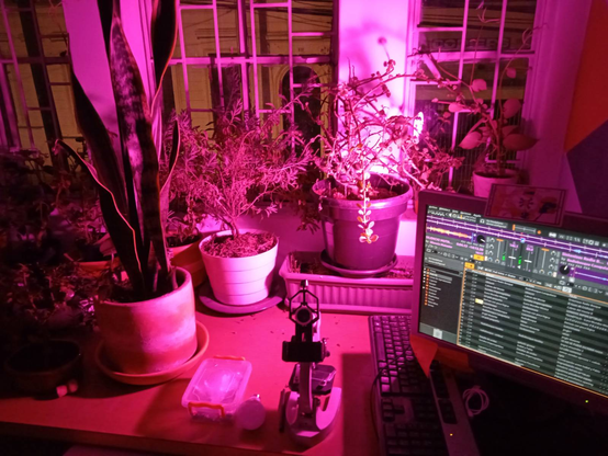 Foto de noche, varias plantas en macetas, sobre una mesa, al lado de una ventana, están iluminadas con un foco de luz medio fucsia, al frente una pantalla de un computador con la interfaz de transmisión de radio bosque.