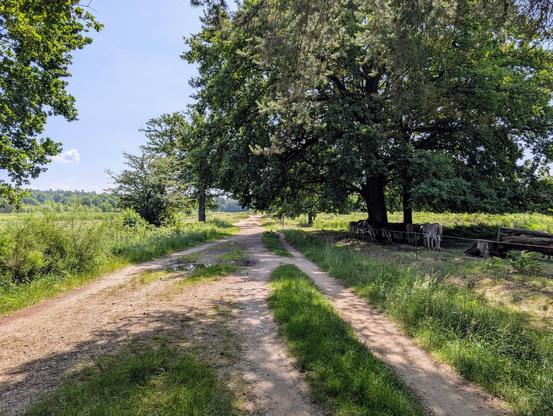 Ein Sandweg. Verschiedene Spuren, teilweise durch Grasstreifen getrennt. Auf der rechten Seite eine Herde Esel im Schatten von Bäumen.