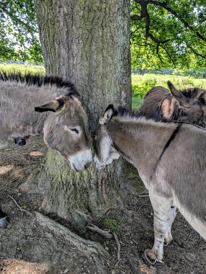 Nahaufnahme. Zwei Esel dösen im Stehen. Beide haben den Kopf am Baum abgestützt.