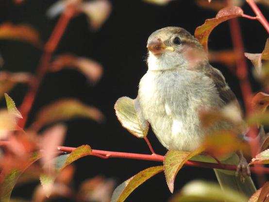 Juveniler Spatz auf einem Zweig des Pflaumenbaums. Wir sehen ihn von vorne.