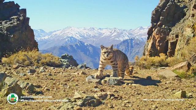 The ultra fluffy and elusive Andean Mountain #Cat 🐱 hunts by the light of the full moon 🌕🌙 They're #endangered from multiple threats including #agriculture and #mining. Fight for them every time you shop #Boycottpalmoil #Boycott4Wildlife @palmoildetect.bsky.social https://wp.me/pcFhgU-7iL?utm_source=mastodon&utm_medium=Palm+Oil+Detectives&utm_campaign=publer