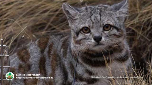 The ultra fluffy and elusive Andean Mountain #Cat 🐱 hunts by the light of the full moon 🌕🌙 They're #endangered from multiple threats including #agriculture and #mining. Fight for them every time you shop #Boycottpalmoil #Boycott4Wildlife @palmoildetect.bsky.social https://wp.me/pcFhgU-7iL?utm_source=mastodon&utm_medium=Palm+Oil+Detectives&utm_campaign=publer