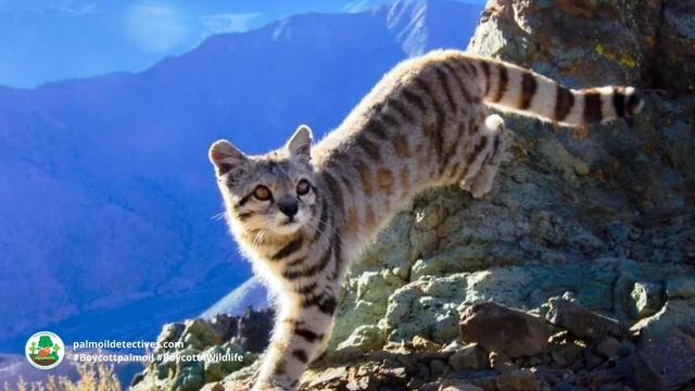 The ultra fluffy and elusive Andean Mountain #Cat 🐱 hunts by the light of the full moon 🌕🌙 They're #endangered from multiple threats including #agriculture and #mining. Fight for them every time you shop #Boycottpalmoil #Boycott4Wildlife @palmoildetect.bsky.social https://wp.me/pcFhgU-7iL?utm_source=mastodon&utm_medium=Palm+Oil+Detectives&utm_campaign=publer