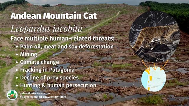 The ultra fluffy and elusive Andean Mountain #Cat 🐱 hunts by the light of the full moon 🌕🌙 They're #endangered from multiple threats including #agriculture and #mining. Fight for them every time you shop #Boycottpalmoil #Boycott4Wildlife @palmoildetect.bsky.social https://wp.me/pcFhgU-7iL?utm_source=mastodon&utm_medium=Palm+Oil+Detectives&utm_campaign=publer