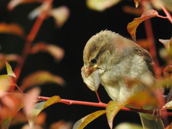Juveniler Spatz auf einem Zweig des Pflaumenbaums. Wir sehen ihn von vorne, das Köpfchen nach rechts unten gebogen, betrachtet das Spatzenkind den Zweig sehr genau.