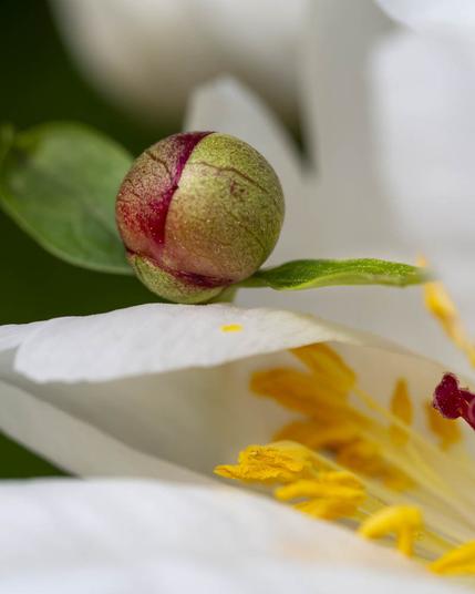 A red peony bud above an opened peony showing yellow stamens, covered with pollen