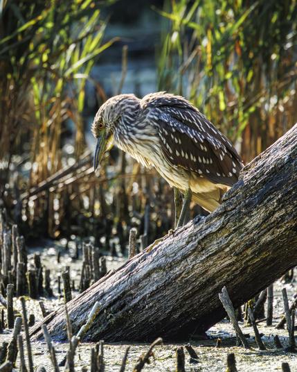 A green heron stands on a log surrounded by water and marsh plants.