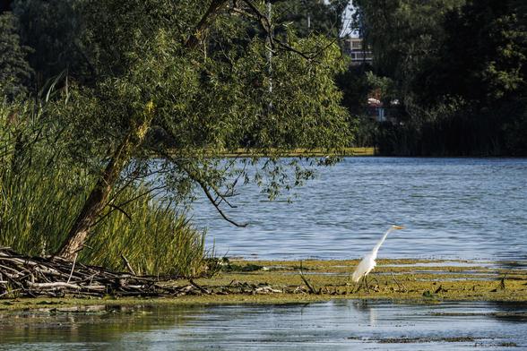 An egret stands between a tree pond, pointing away from the tree out into the water with its beak.