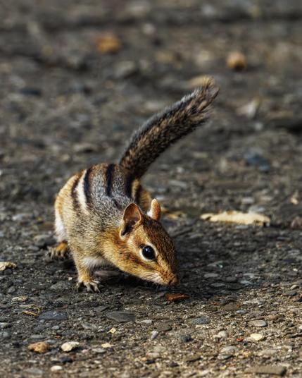 A chipmunk looks wary on a paved pathway.