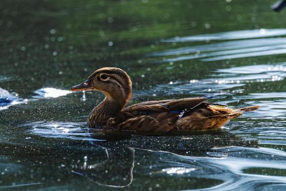 A wood duck swims across shimmering pond water.