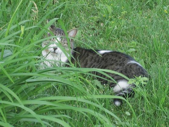 A sleepy looking grey and white cat lies in the long grass looking up towards the photographer.