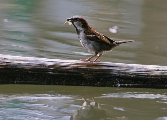 Auf einem im Wasser liegenden Ast sitzt ein Spatz mit einem größeren gelben Insekt im Schnabel, dessen Körper und Flügel man erkennt.