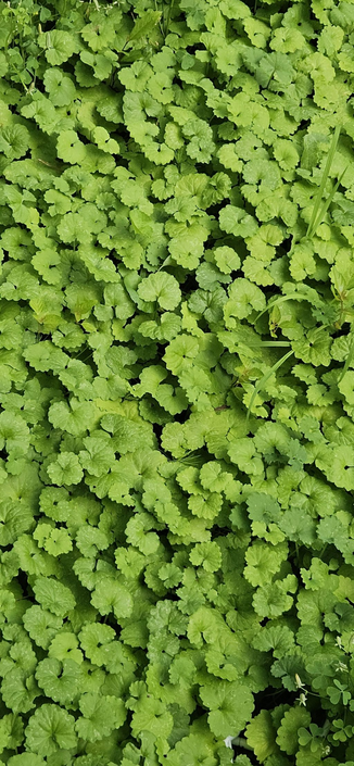 Overhead shot of a patch of creeping jenny. A blanket of scalloped leaves. A few bits of grass and clover poke through in spots.