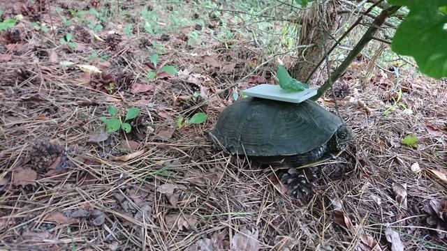 A turtle with a GPS tracker stuck on it's shell on a forest floor.