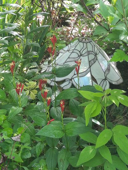 Indian Pink blooming next to a white stained glass shade.