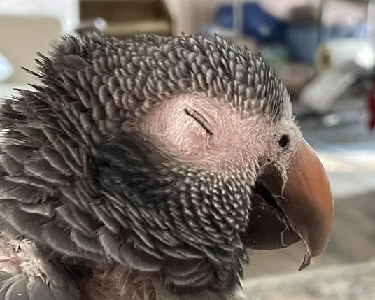 A side view of the head a Timneh African Grey. Grey feathers all fluffed up, pink upper beak, black lower beak, white skin around his eyes. His eye is closed and looks like a black line. He looks peaceful.