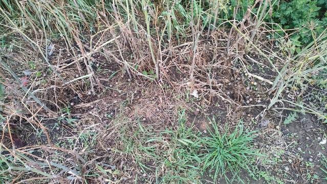 Rough vegetation, including grass and bare earth, plus many many snails!